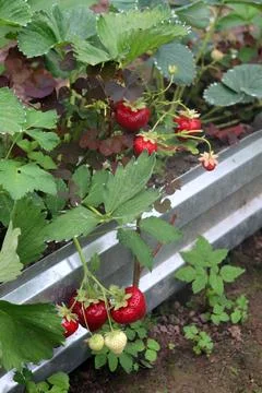A bush of ripening red and white strawberries in a greenhouse Stock Photos