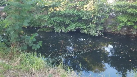 Bush by the River Stock Footage 336482353