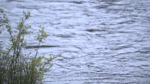 Bush on the Rivershore Stock Footage 90493211