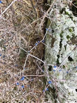 A bush on a rock. Stock Photos