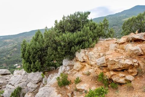 Bush on the rocks. Foto stock