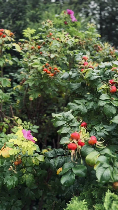 Bush of rose hips during the rain. Vertical video Stock Footage 281084627