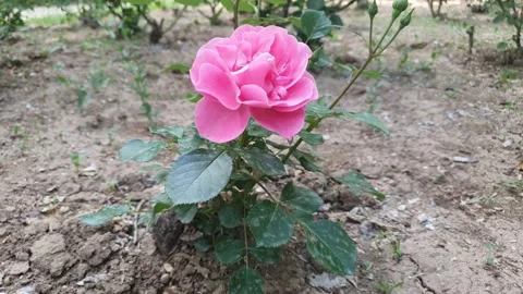 Bush rose time lapse 動画素材 196003884