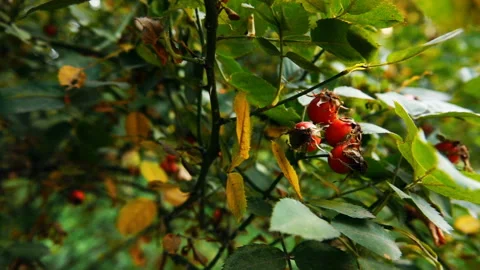 Bush of the Rosehip Stock-Footage 103848230