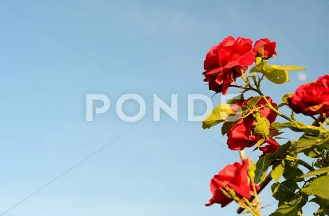 Bush roses against the sky (natural background for greeting cards) Stock Photos