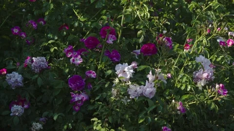 BUSH ROSES IN FLOWER. 4k. Stock Footage 131731737