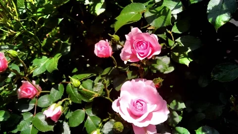 Bush of roses grows in courtyard. Blooming summer park. Home garden concept. Stock Footage 155937375