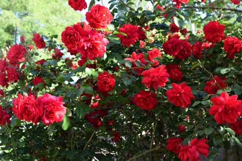 Bush of roses Stock Photos