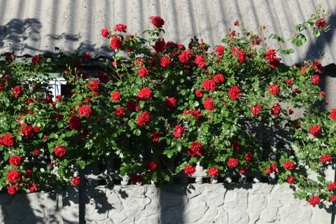 Bush of roses Stock Photos