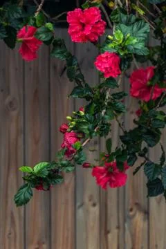 Bush of roses Stock Photos