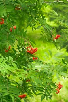Bush rowan Stock Photos