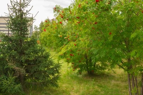 Bush rowan 스톡 사진