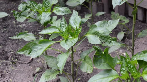 Bush of Salad Pepper Stock Footage 35141091