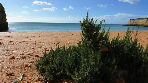 Bush at the sea Stock Footage 85575181