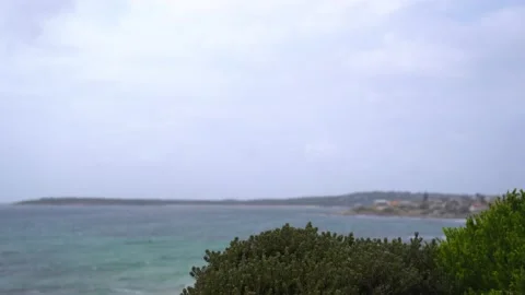 Bush shaking in the wind. Ocean in background. Stockbeeldmateriaal 130884244