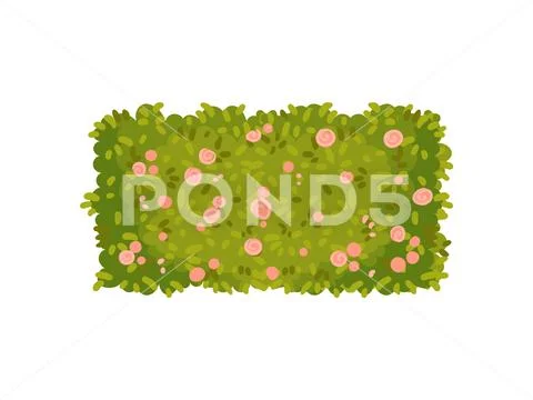 Bush in the shape of a rectangle with pink flowers. Vector illustration on white Stock Illustration