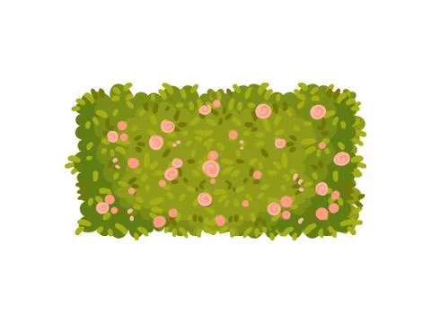 Bush in the shape of a rectangle with pink flowers. Vector illustration on white Stock Illustration