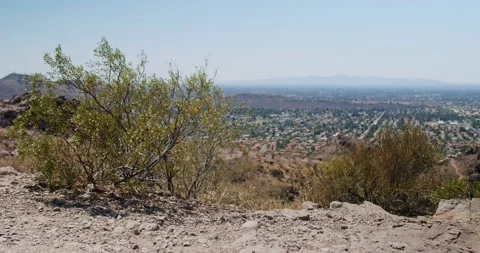 Bush on the side of a mountain over looking the city. Video stock 162510668