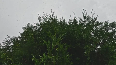 Bush silhouette against cloudy gray sky Stock Footage 316296515