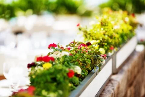 Bush of small red roses in the garden pot. Stock Photos