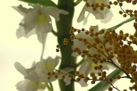 A bush with small yellow flowers, in the background a bud of white orchid. Ma Stock Photos