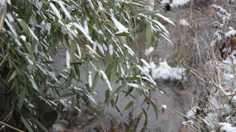Bush in the Snow Stock Footage 33289592