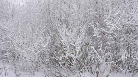 Bush in the snow 스톡 동영상 85072422