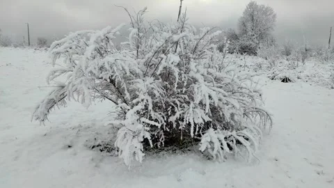 Bush in the snow Stock Footage 296713910