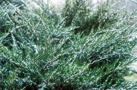 Bush in the snow Stock Photos