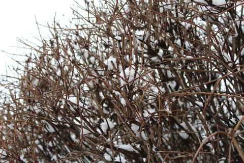 Bush in the snow Stock Photos