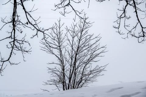 Bush is in a snowdrift. Stock Photos
