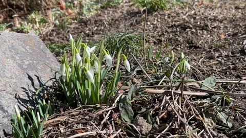 Bush of snowdrop flowers sway in the wind Stock Footage 172080461