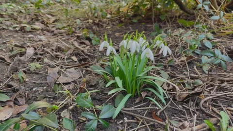 Bush of snowdrop flowers sway in the wind Stock Footage 184594329