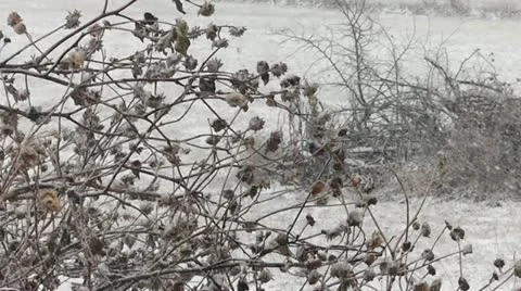 Bush in a Snowstorm Stock Footage 21242240