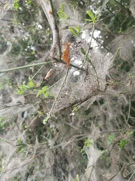 Bush with spider web close-up Stock Photos