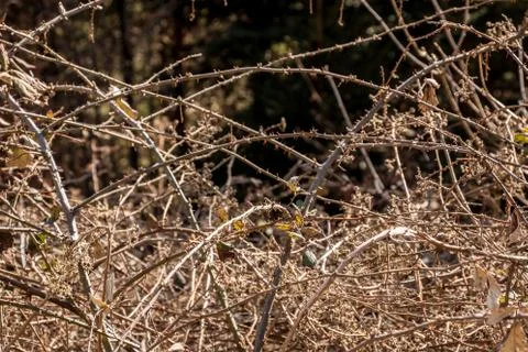 Bush of spines in the middle of the forest Foto stock