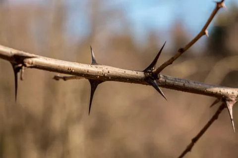 Bush of spines in the middle of the forest Stock Photos