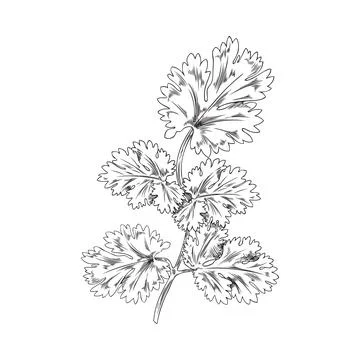 Bush, sprig of coriander, botanical vector illustration, hand-drawn, on a white Illustrazione stock