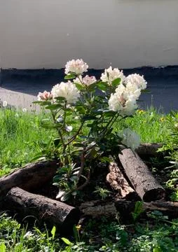 Bush of spring blooming white in a spring park Stock Photos