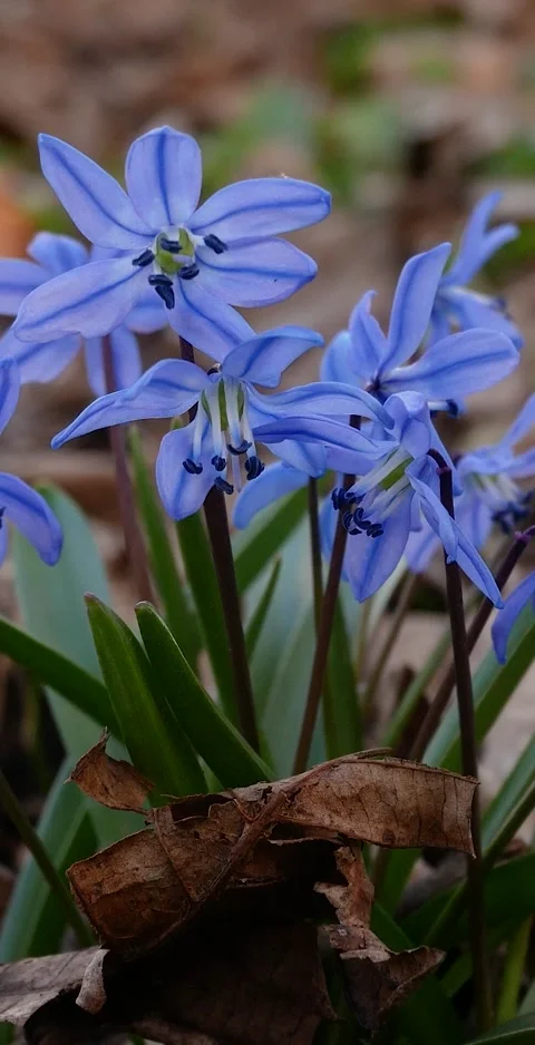 A bush of spring delicate blue primroses in dry leaves in early spring. Stock Footage 307167597