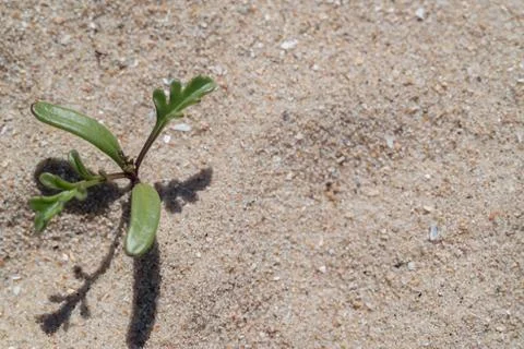 Bush of sprouting grass on a sand dune, texture. Stock Photos