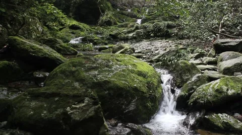 Bush stone brook Video stock 41659603