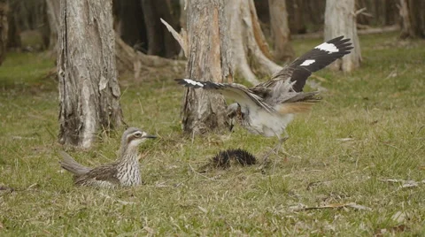 Bush stone curlew attacking Echidna - tripod shot 50p Stock Footage 54316218