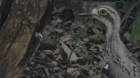 Bush Stone-Curlew Stock Footage 86665268
