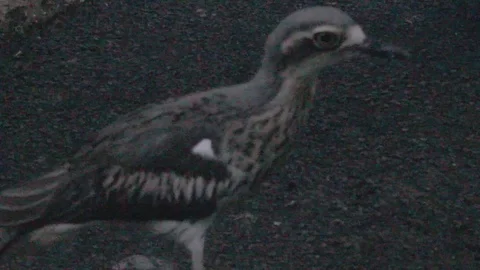Bush Stone-Curlew Stock Footage 86665292