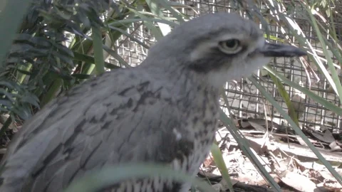 Bush Stone-Curlew Stock Footage 86666167