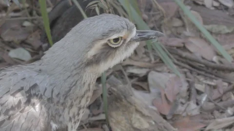 Bush Stone-Curlew Stock Footage 86666323