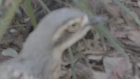 Bush Stone-Curlew Stock Footage 86666374