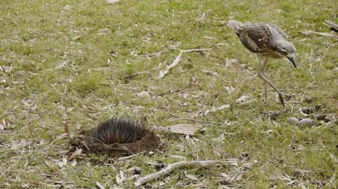Bush Stone Curlew nesting on eggs - tripod shot Stock Footage 54316055