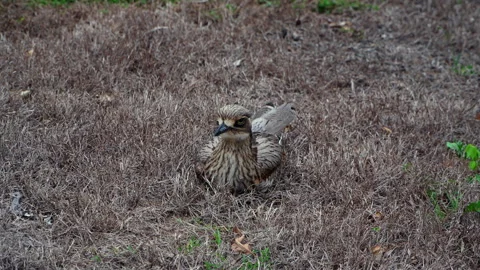 Bush Stone Curlew, Zoom in cryptic camouflage Video stock 323787869